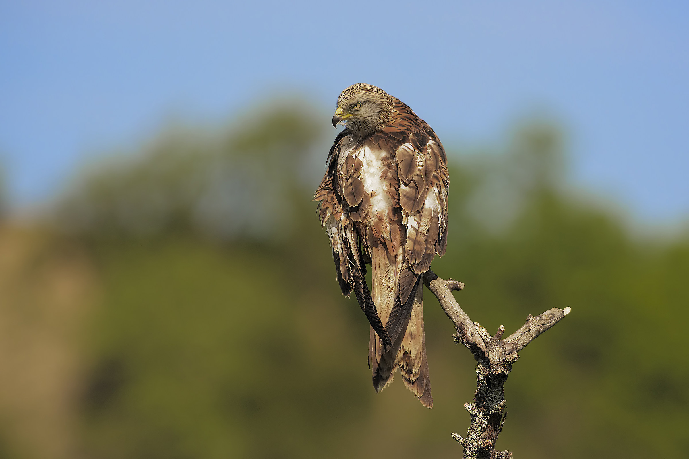 kite ... seasonal cleanings