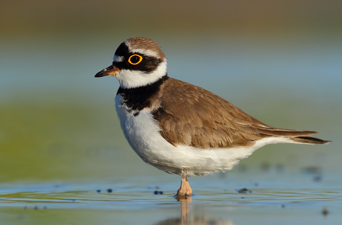 little Ringed Plover