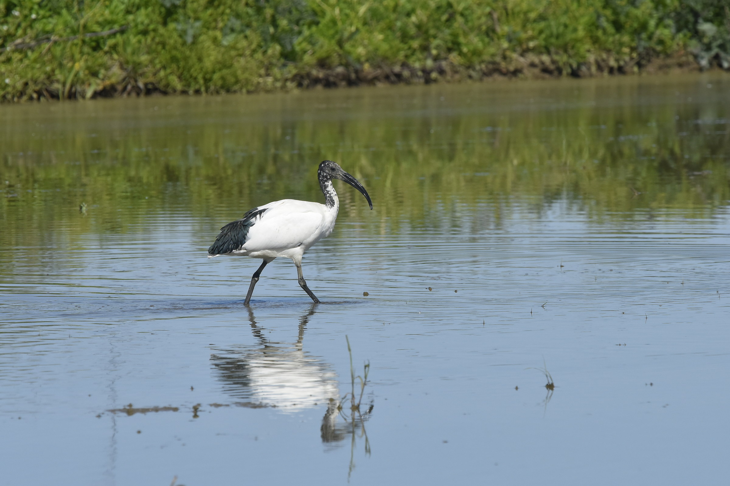 ibis sacro ( lomellina )