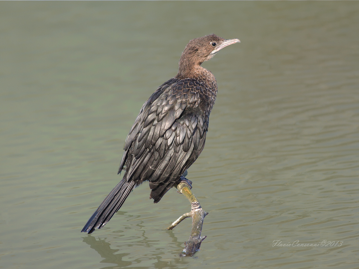 pygmy cormorant