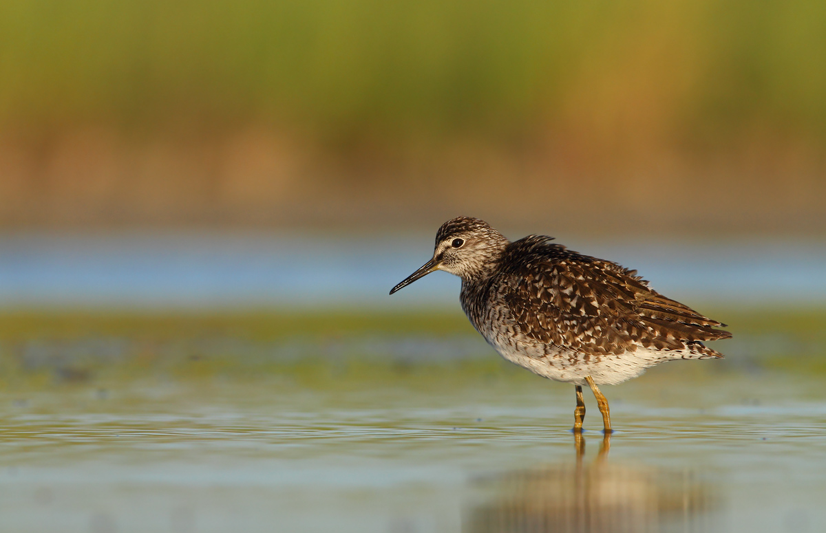 Wood Sandpiper