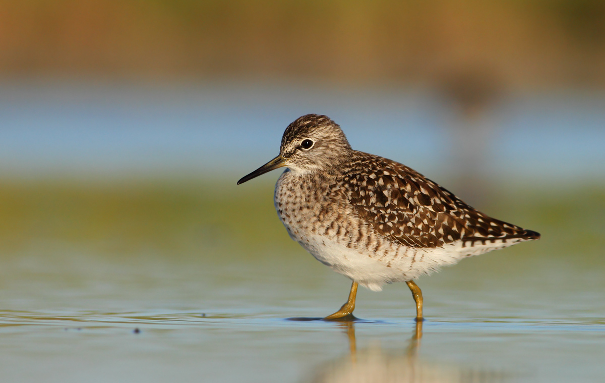 Wood Sandpiper