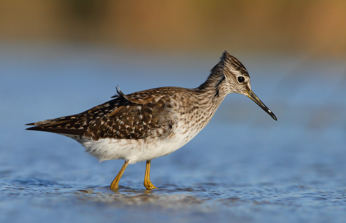 Wood Sandpiper