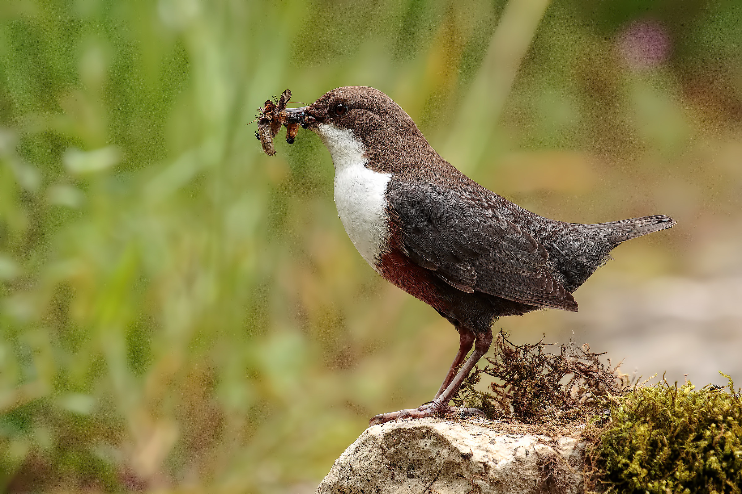 dipper