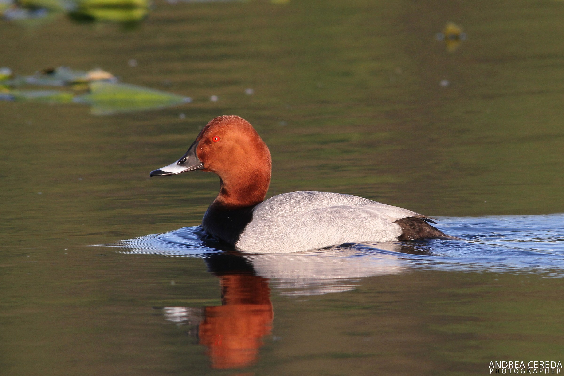 Aythya ferina - Moriglione maschio