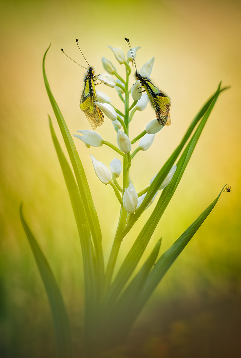 Orchid and his guests