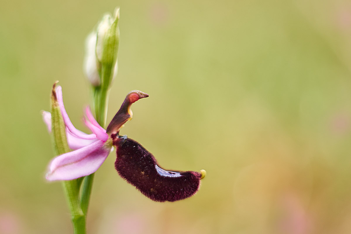 Ophrys bertolonii