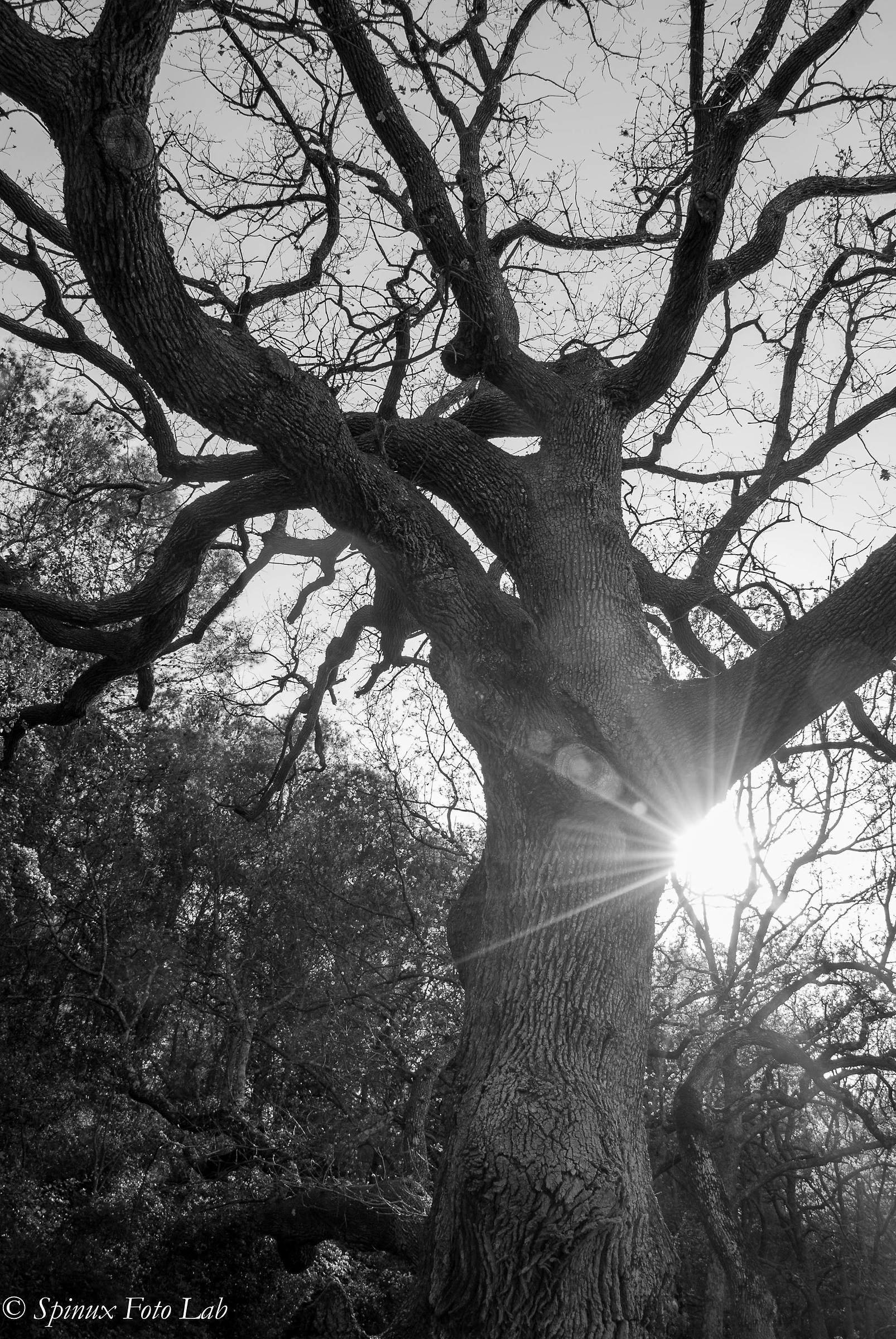 Light through the trees