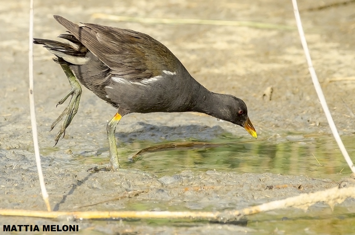 Moorhen (Gallinula chloropus)