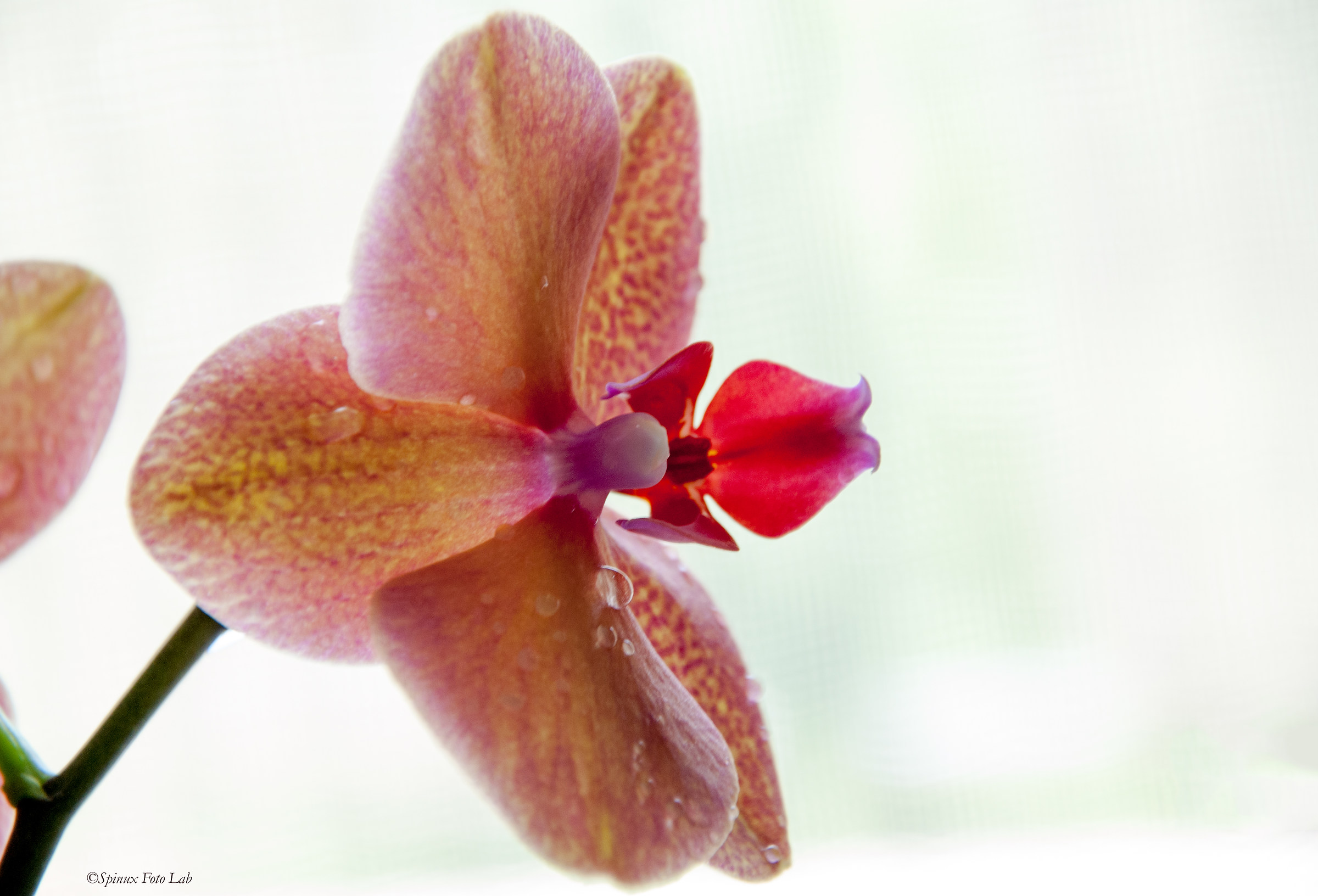 The light and the orchid