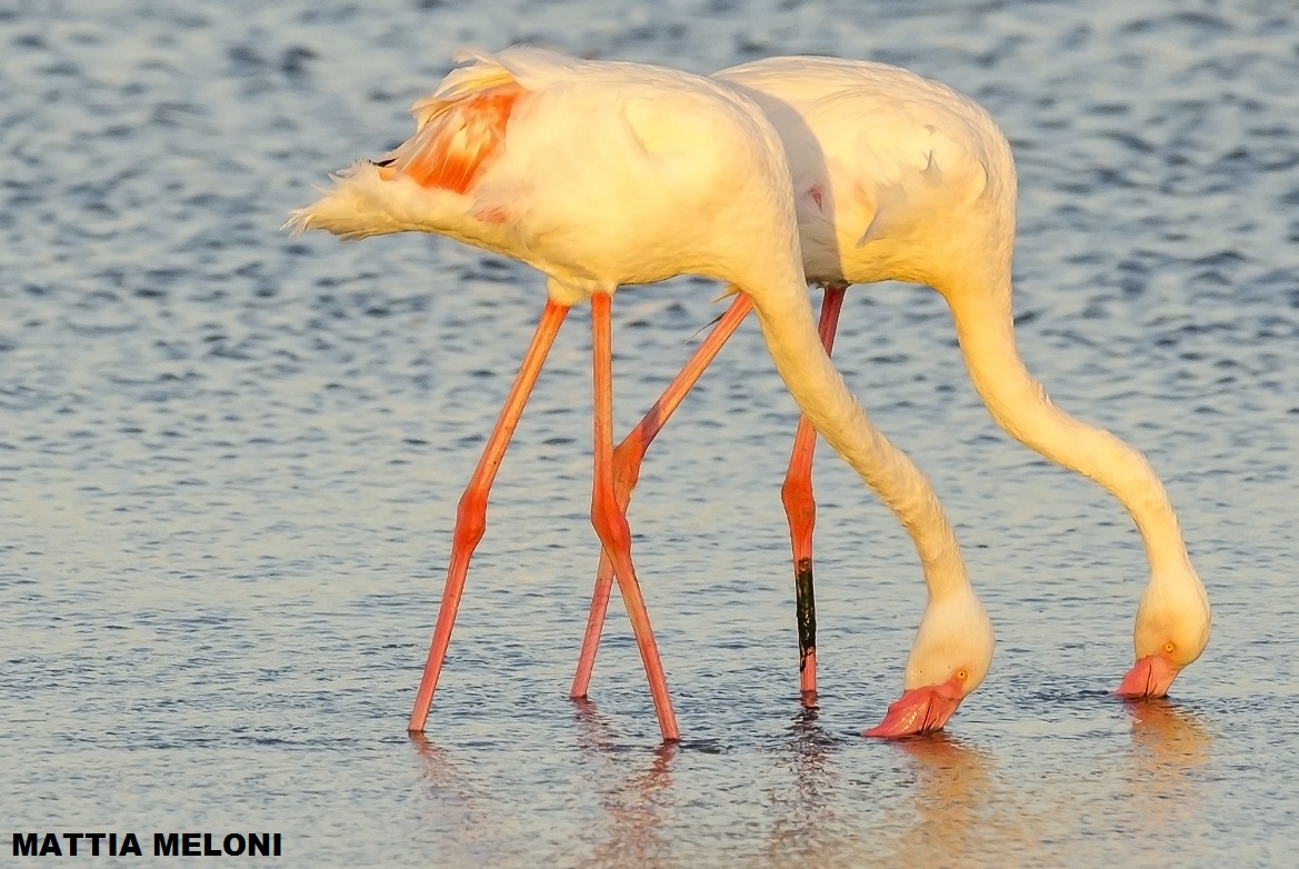 at sunset Flamingos (Phoenicopterus ruber roseus)