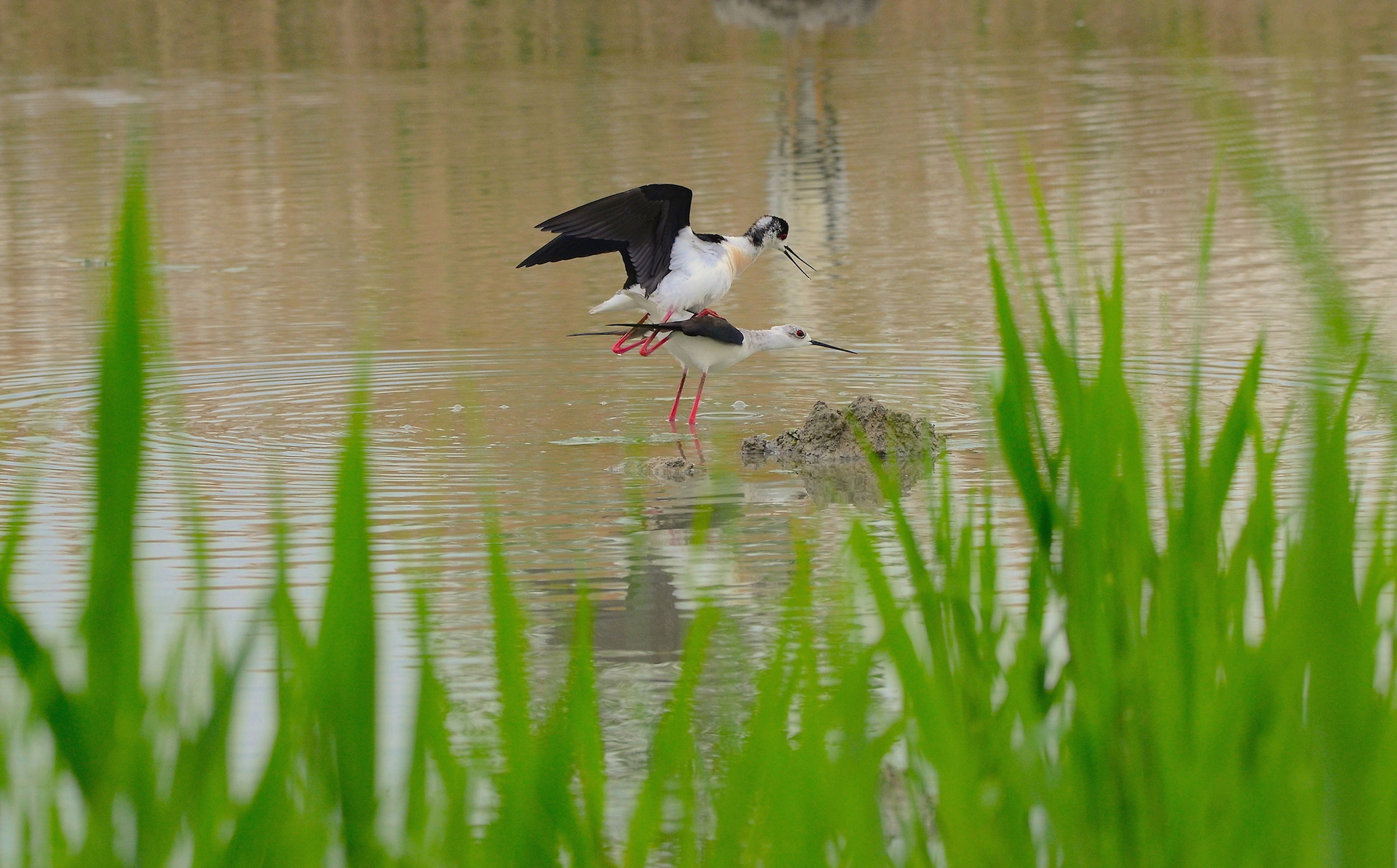 Cavaliere D'Italia ....accoppiamento