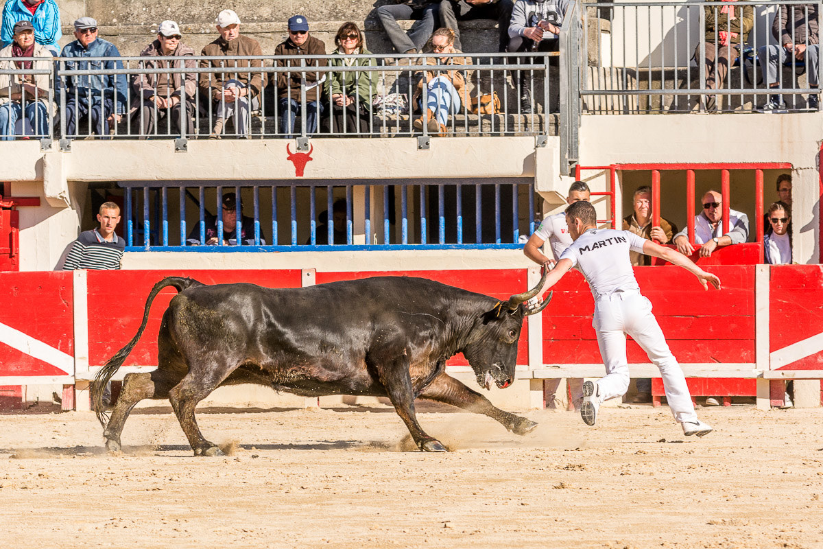 Course Camarguaise
