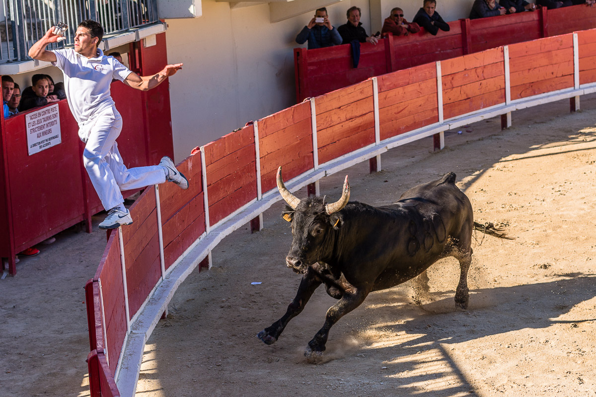 Course Camarguaise