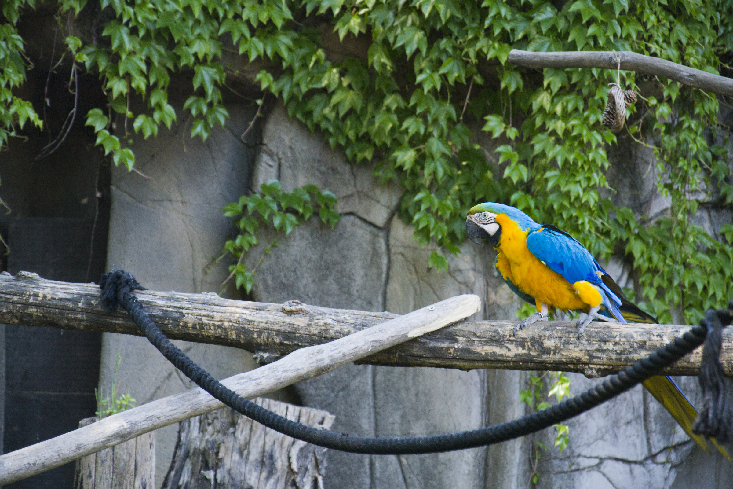 macaw parrot