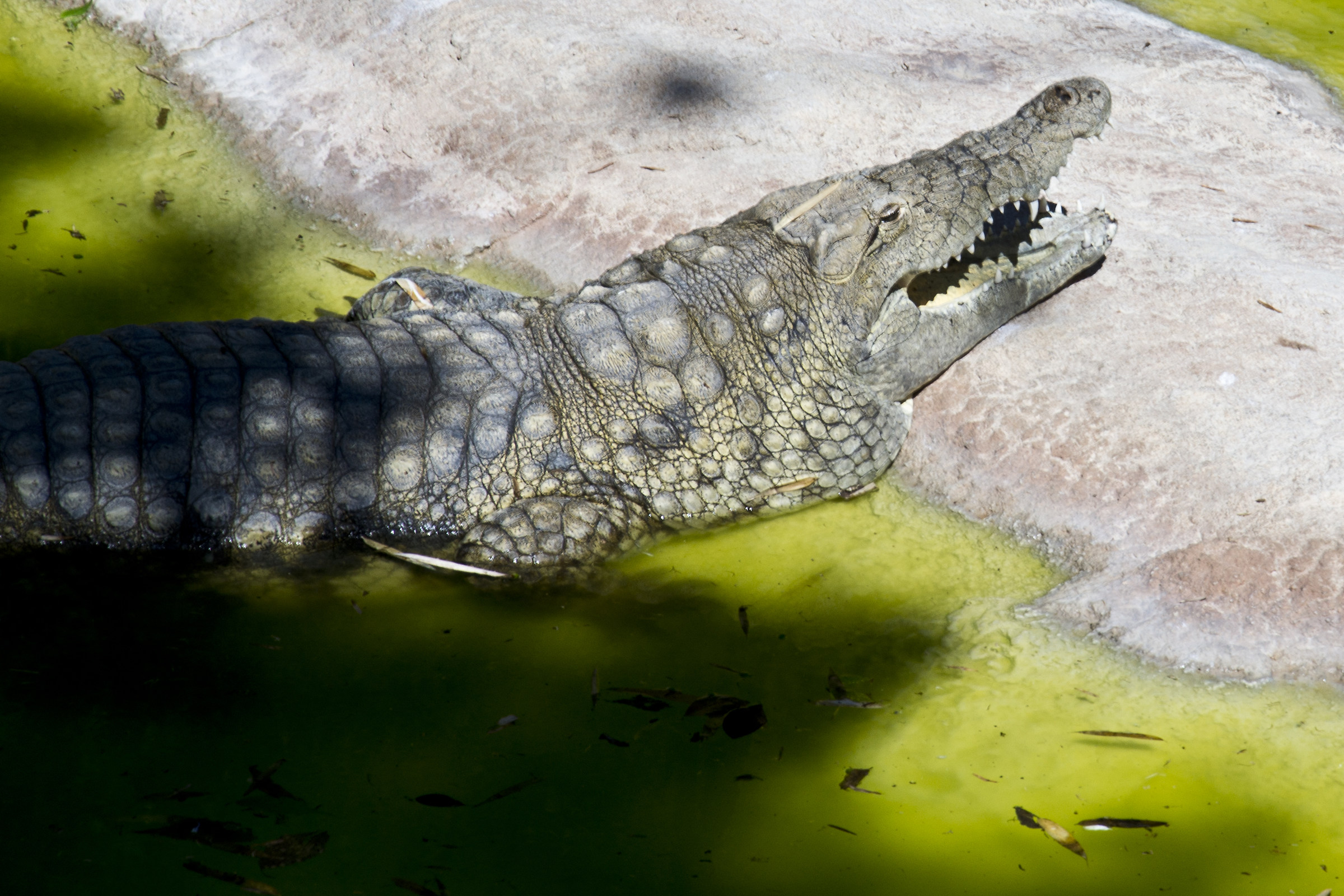 Crocodile