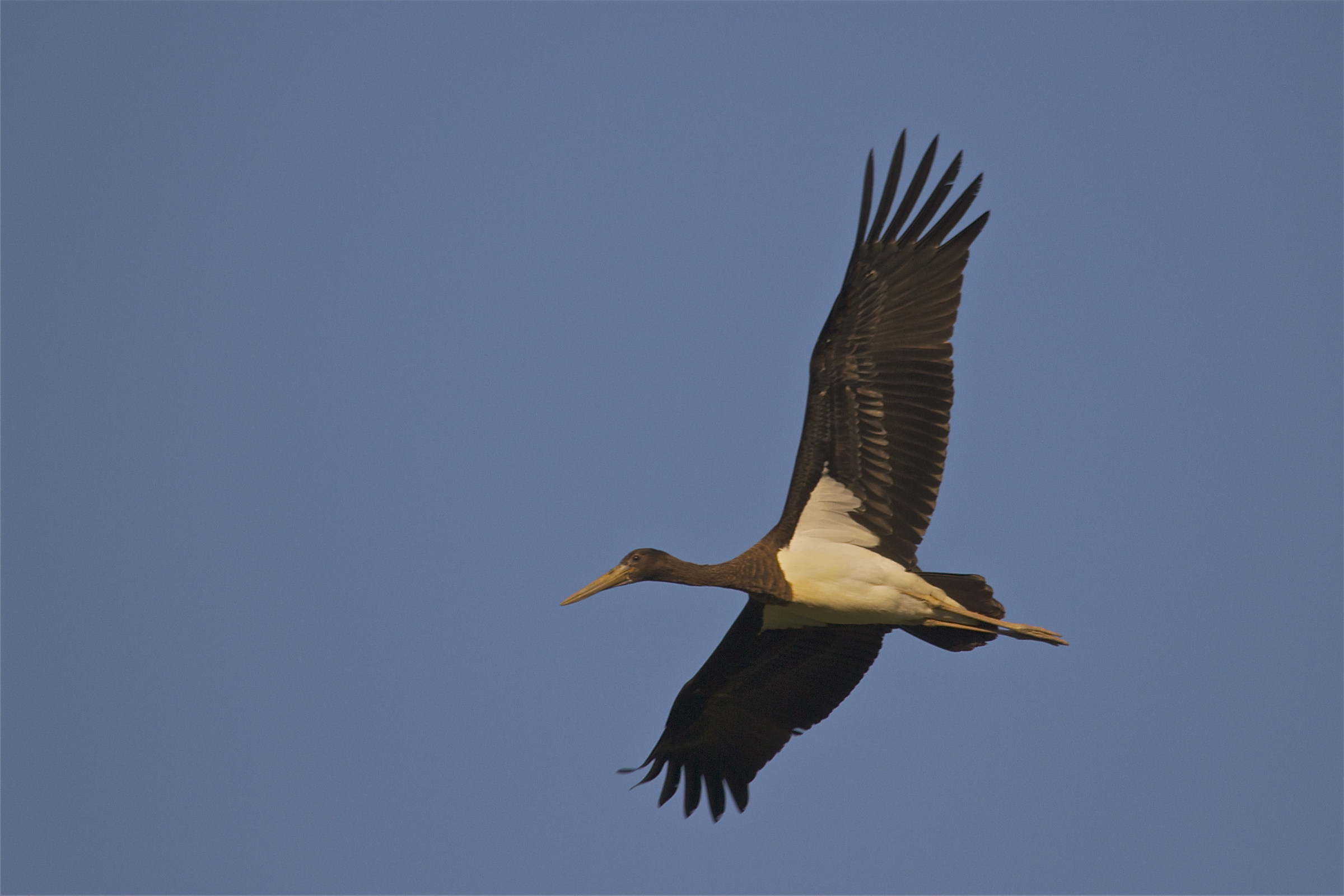 young black stork