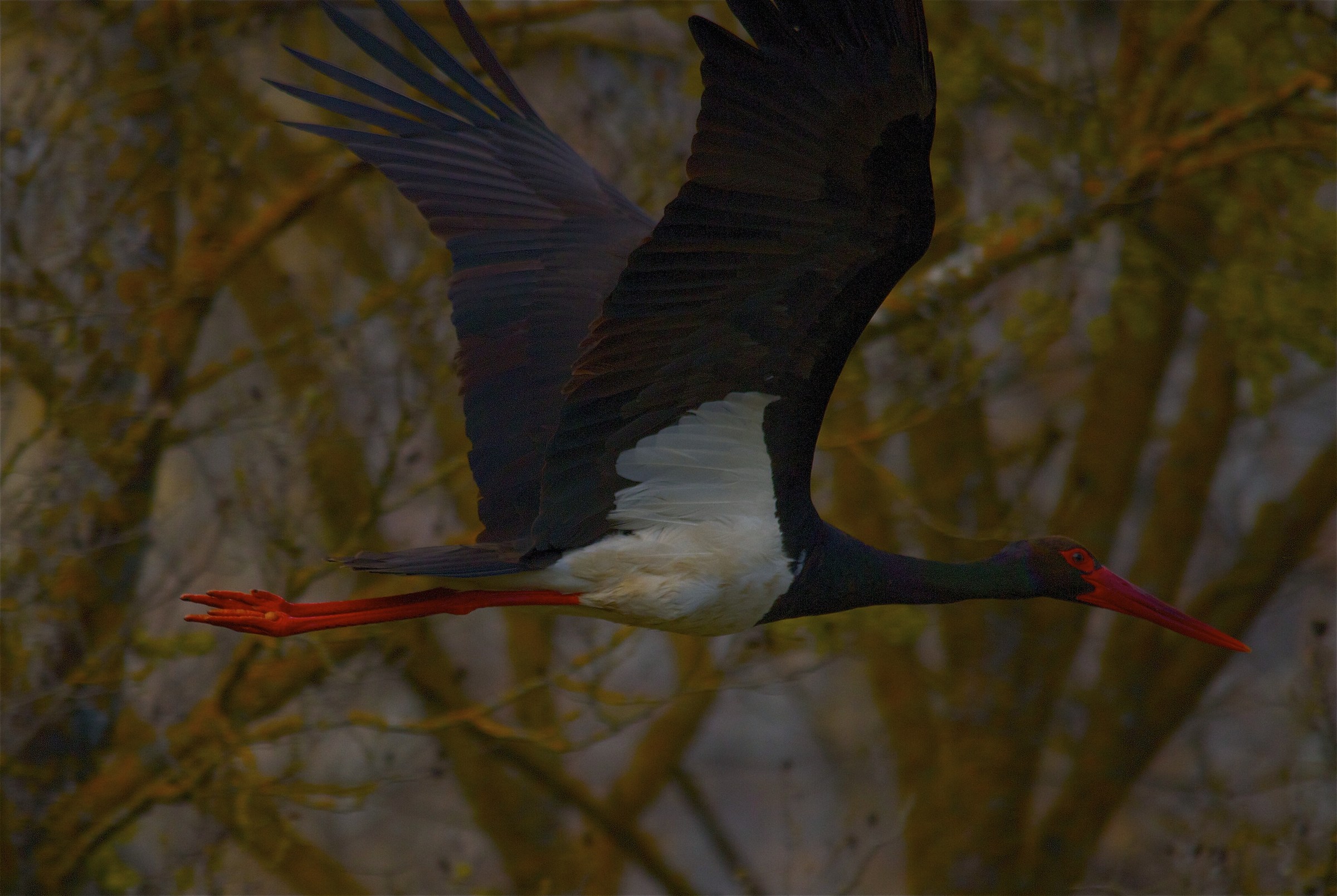 black stork passing