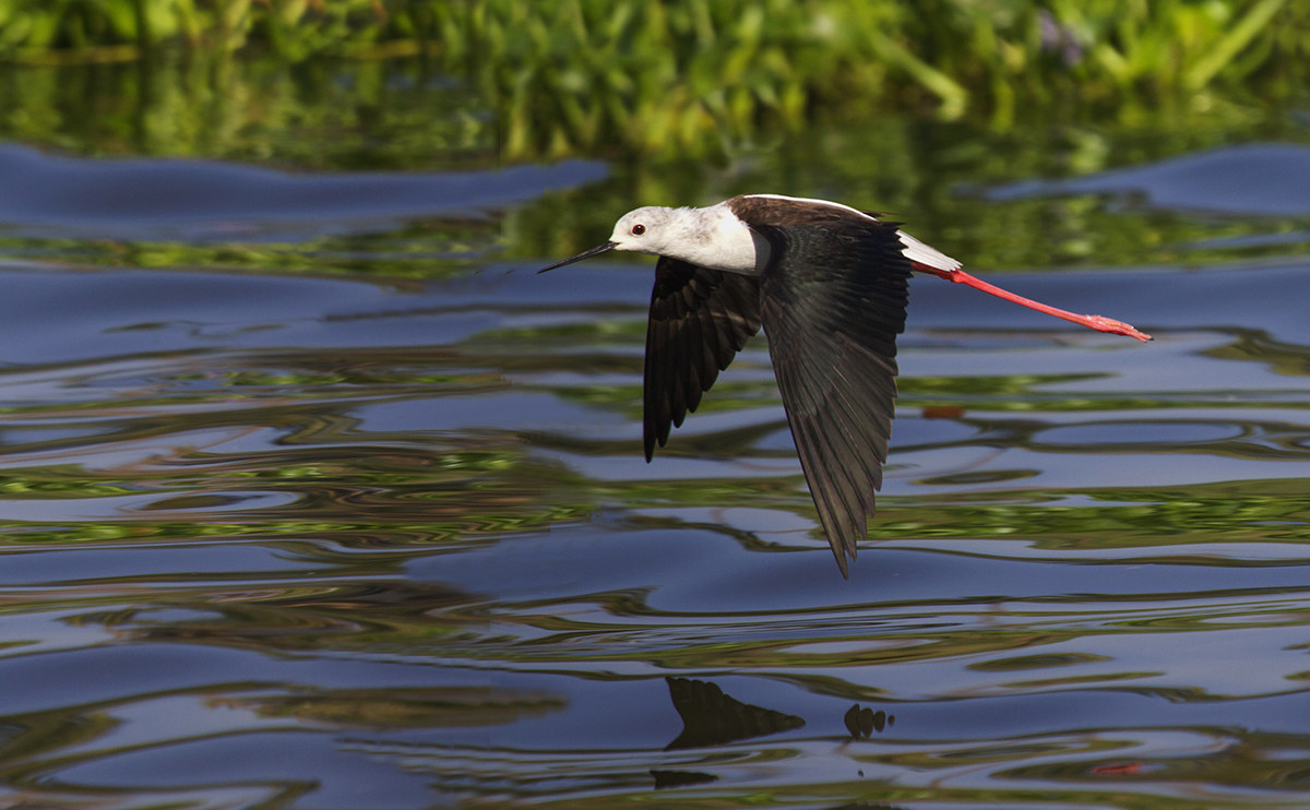 Nero-alato volo cavaliere d'Italia i.