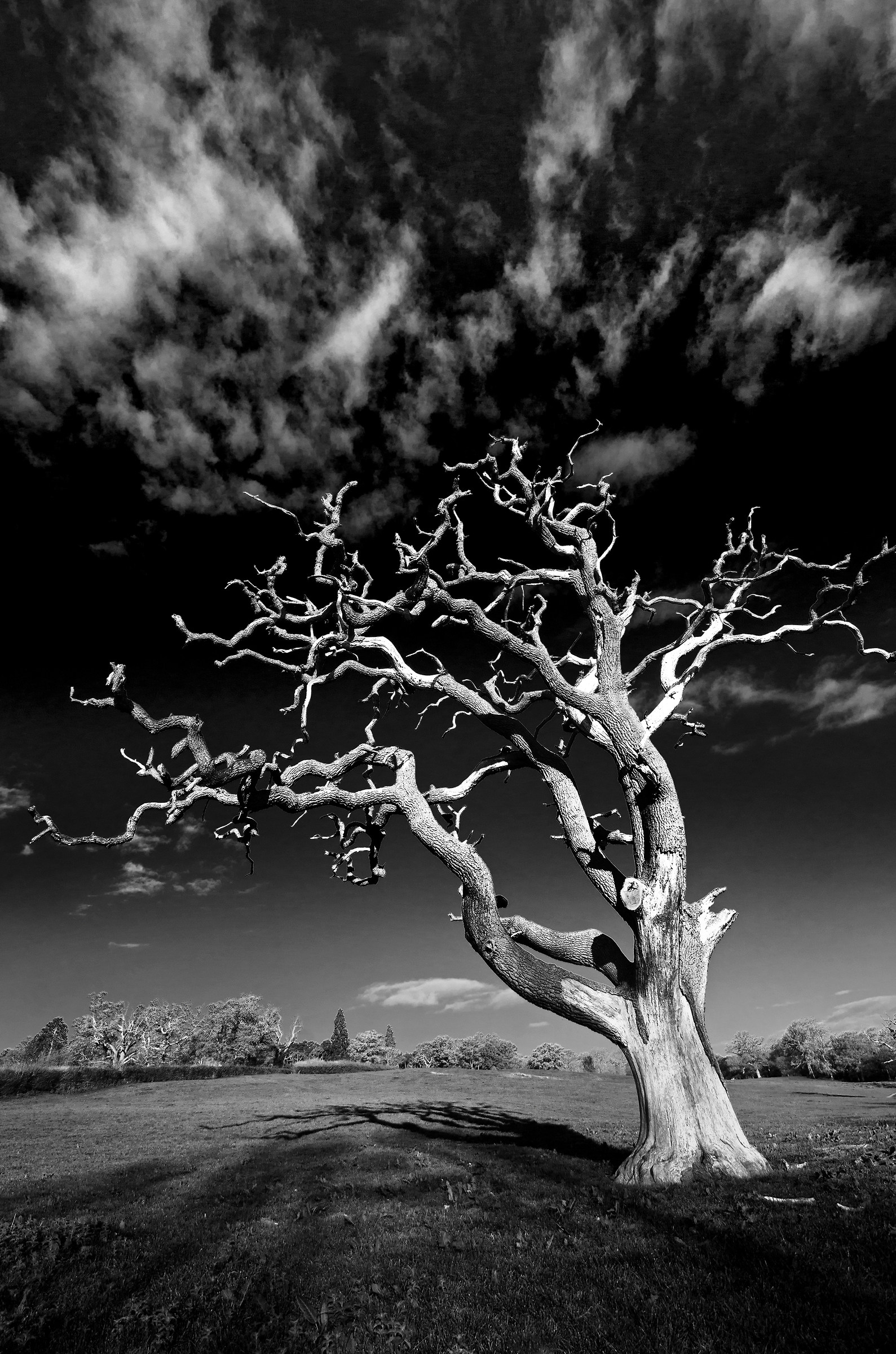 The Dead Old Oak - al mattino.