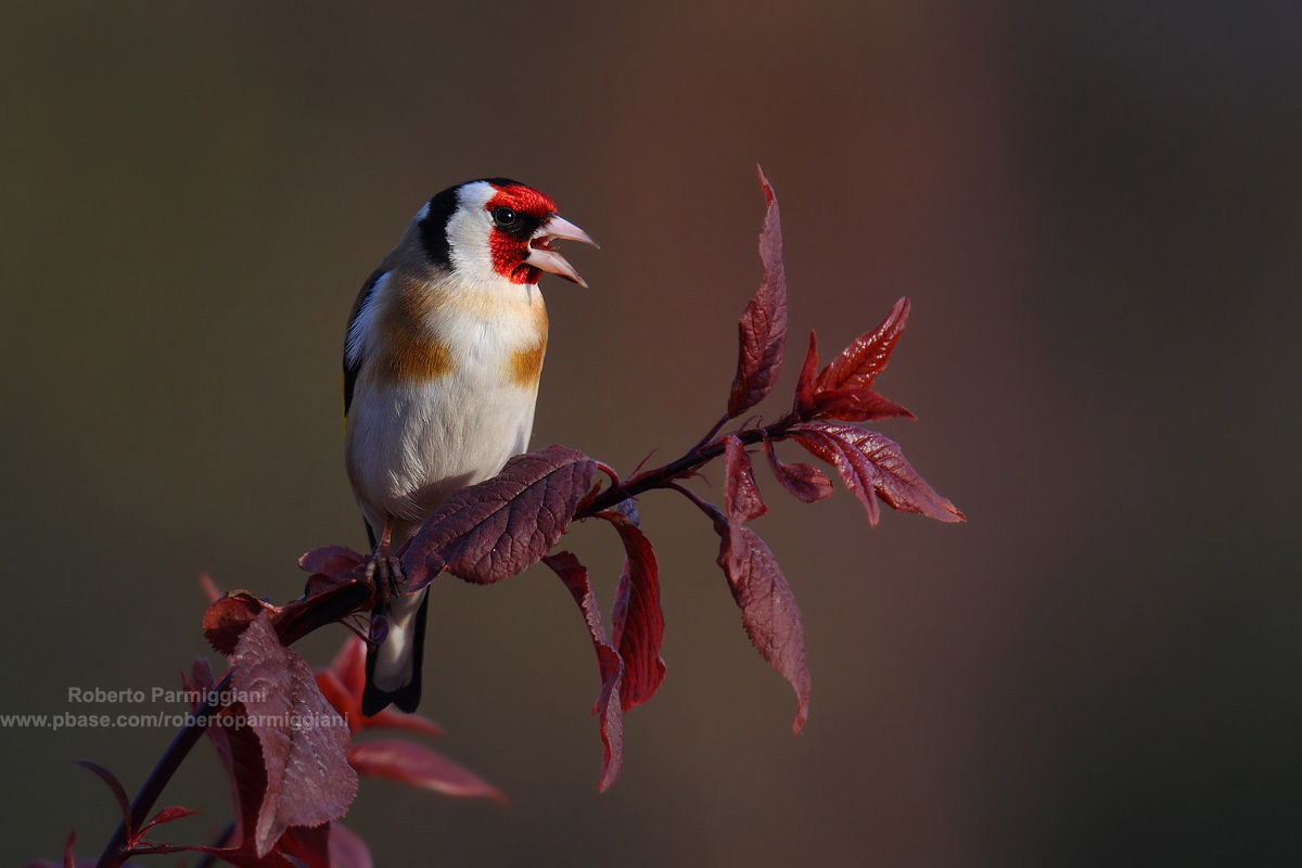 Composizione con cardellino