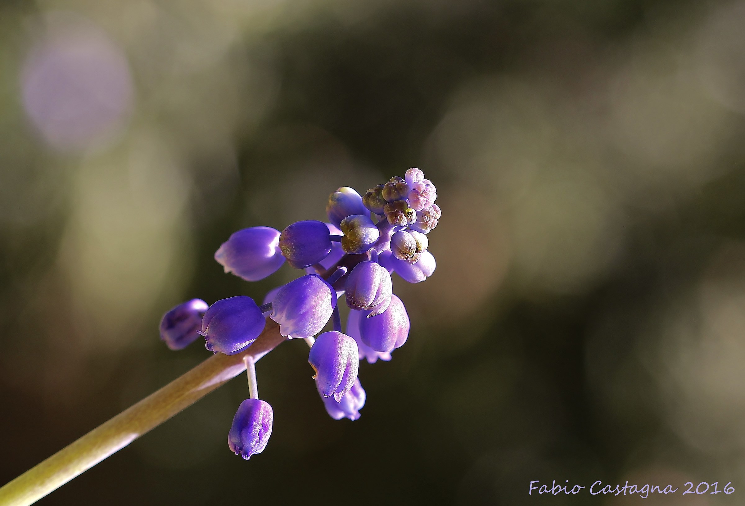 Muscari