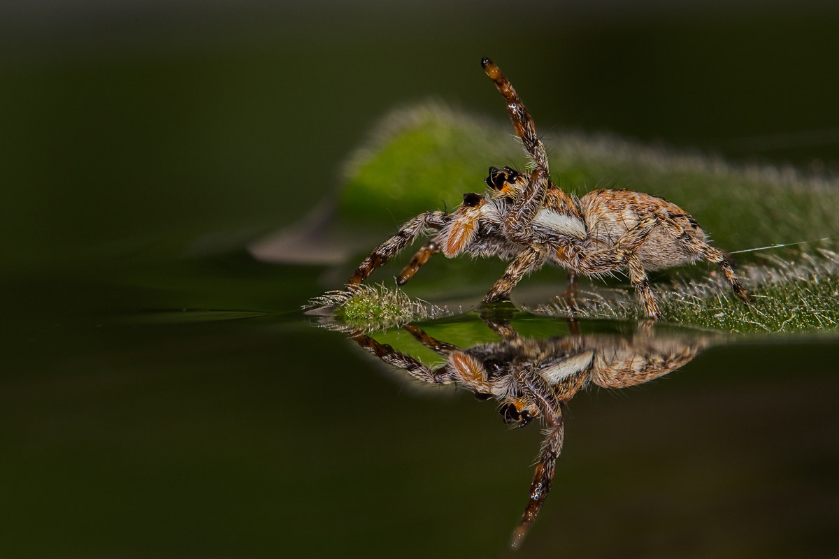 Jumper in the Mirror
