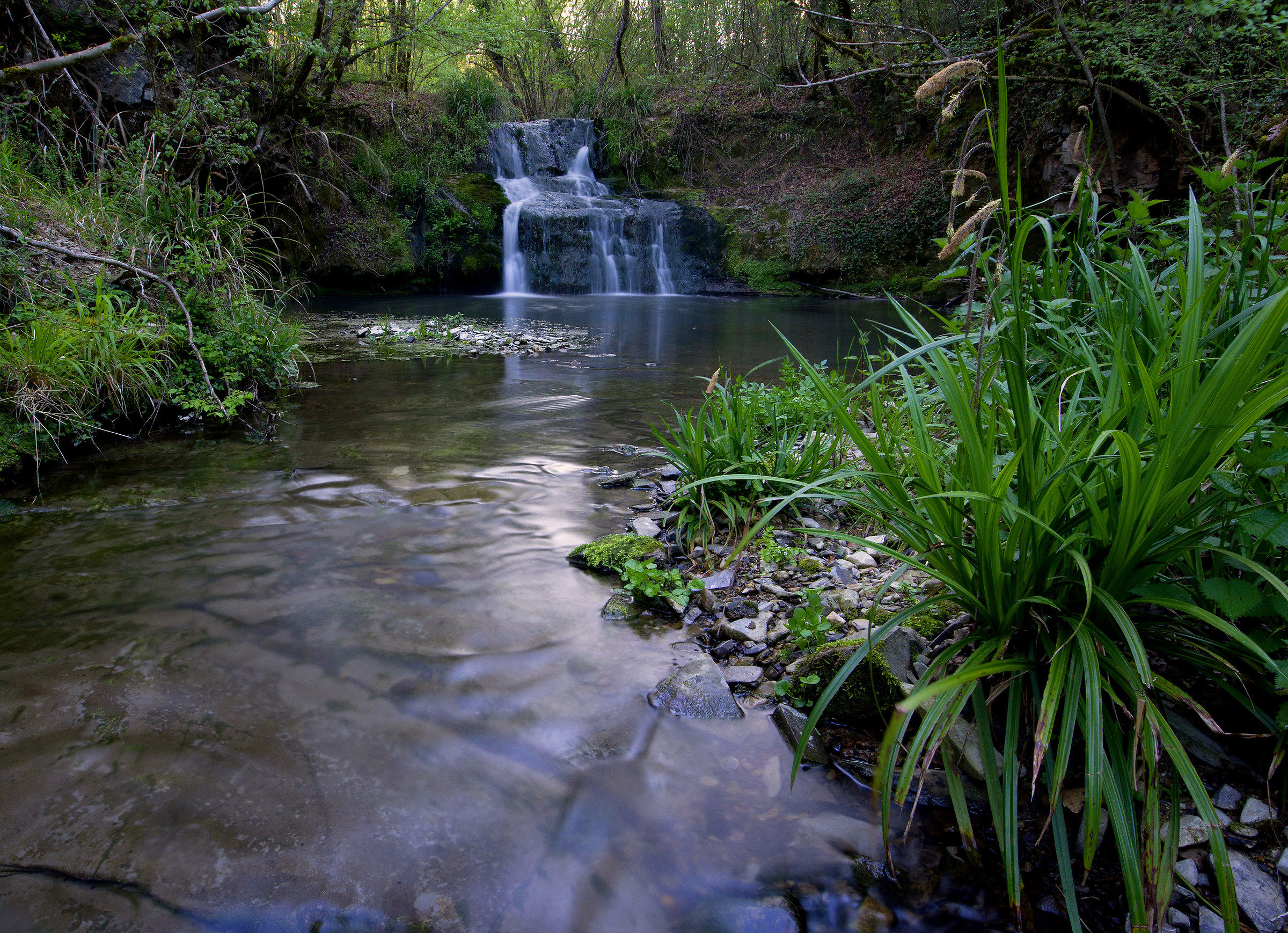 Wandering in the Chianti woods 2