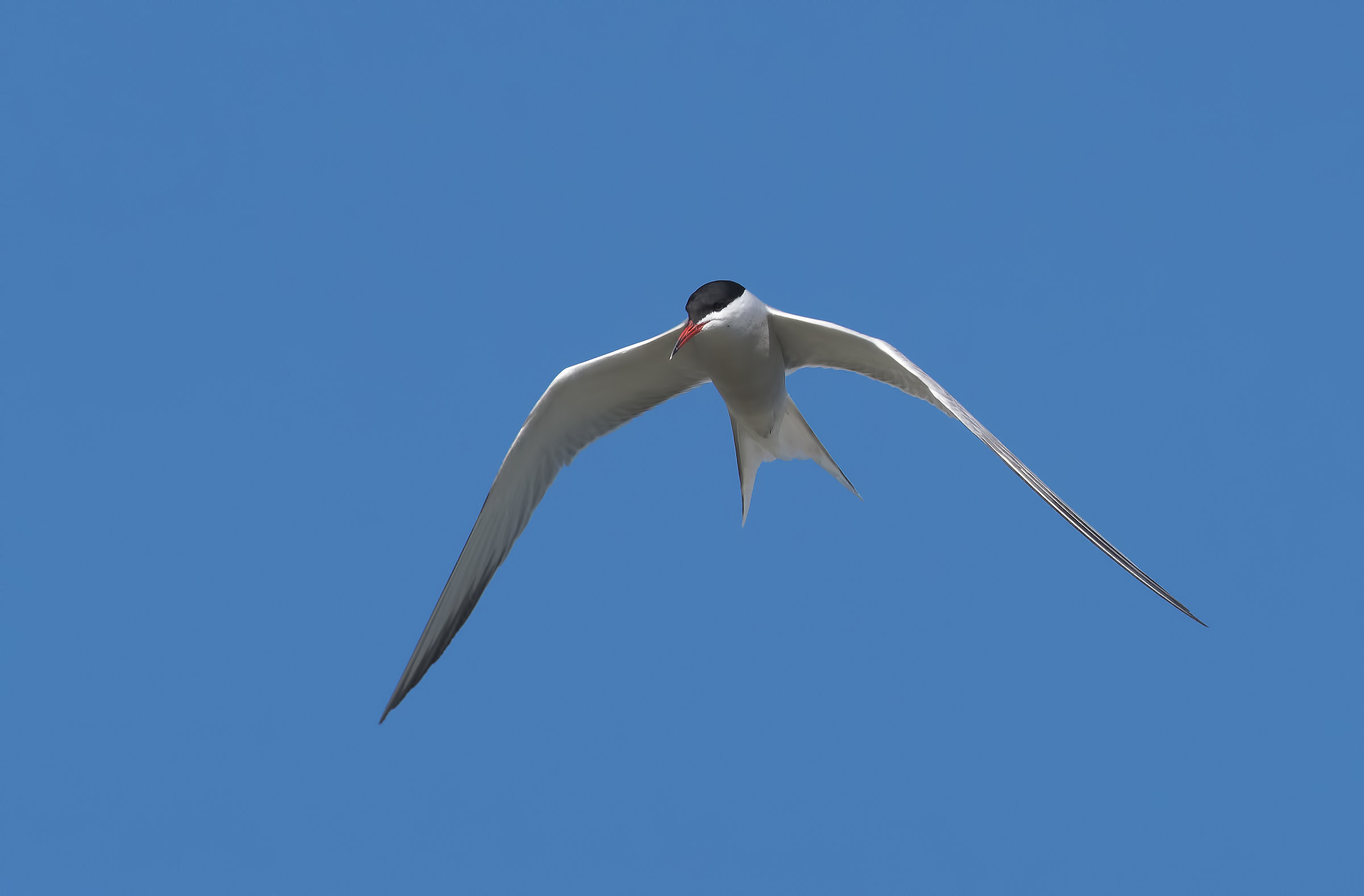 Whiskered tern!