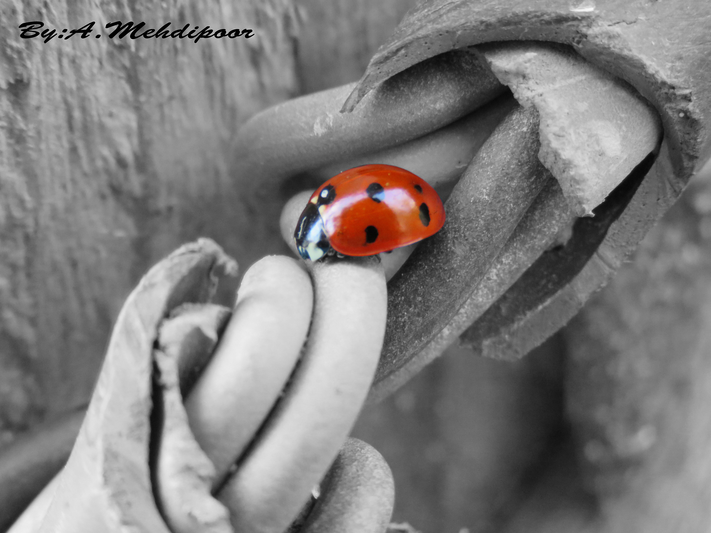 Ladybird