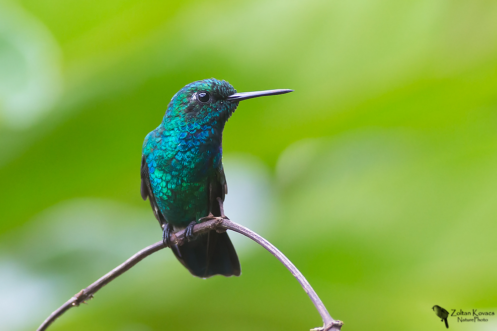 Blue-tailed emerald (Chlorostilbon mellisugus)