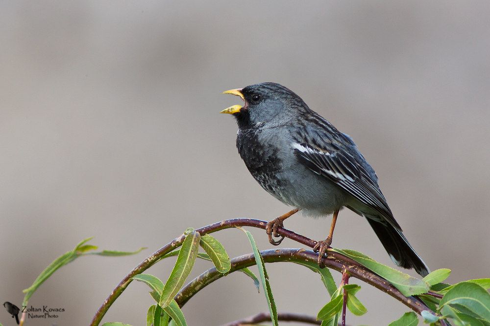Mourning sierra finch (Phrygilus fruticeti)