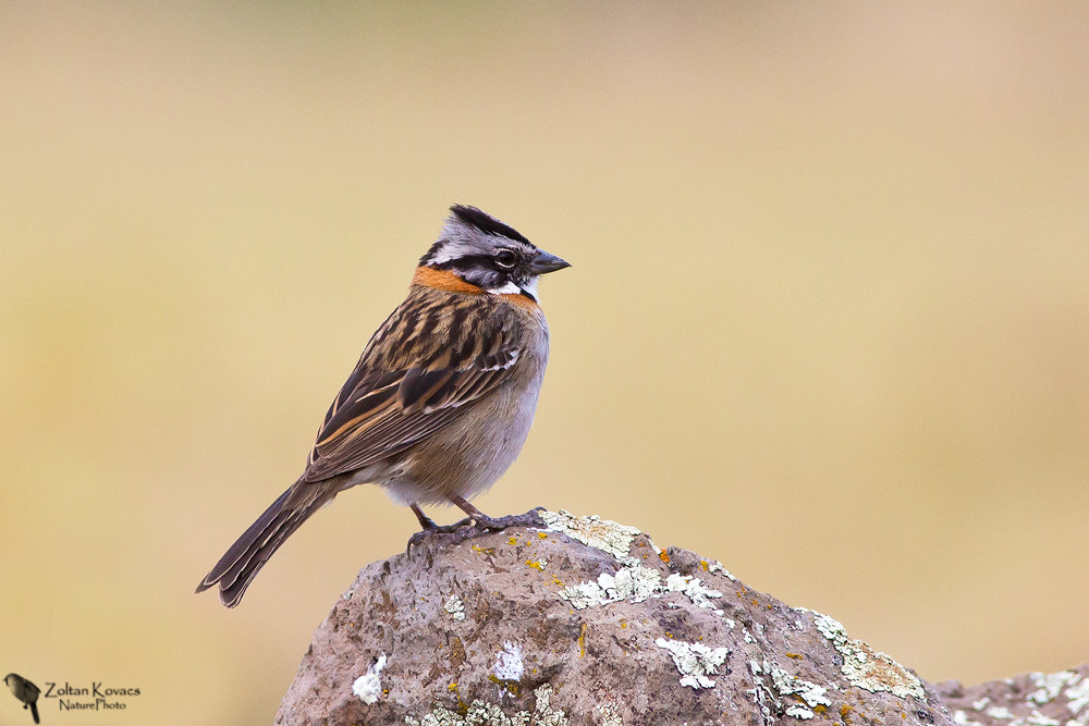 passero Rufous-collare (Zonotrichia capensis)