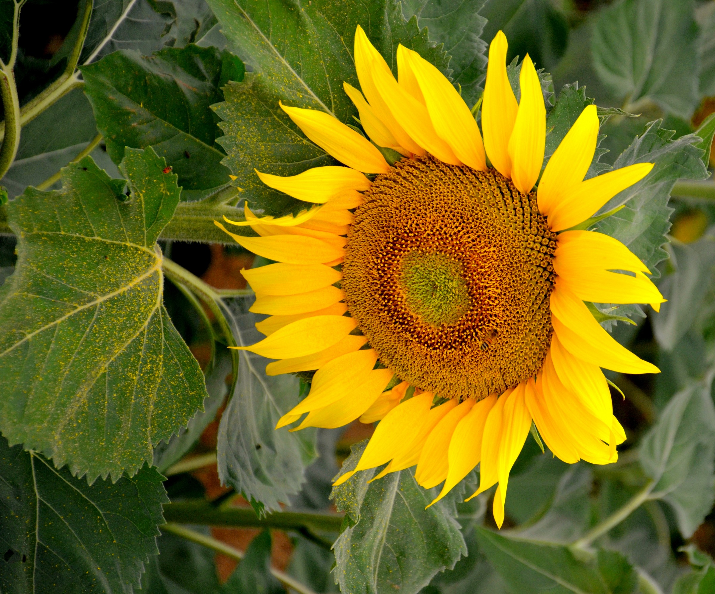 Girasole