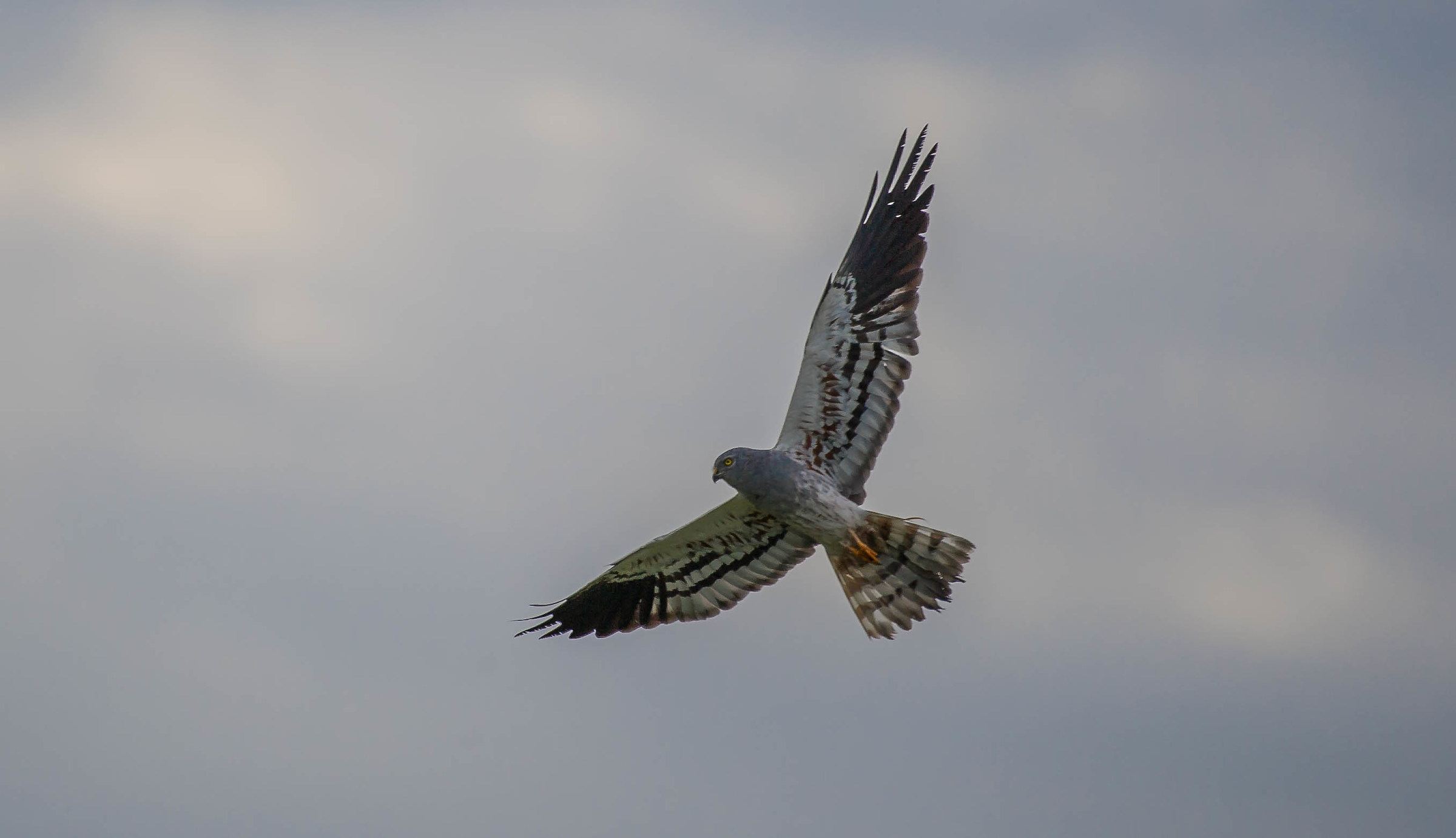 albanella minore (M)