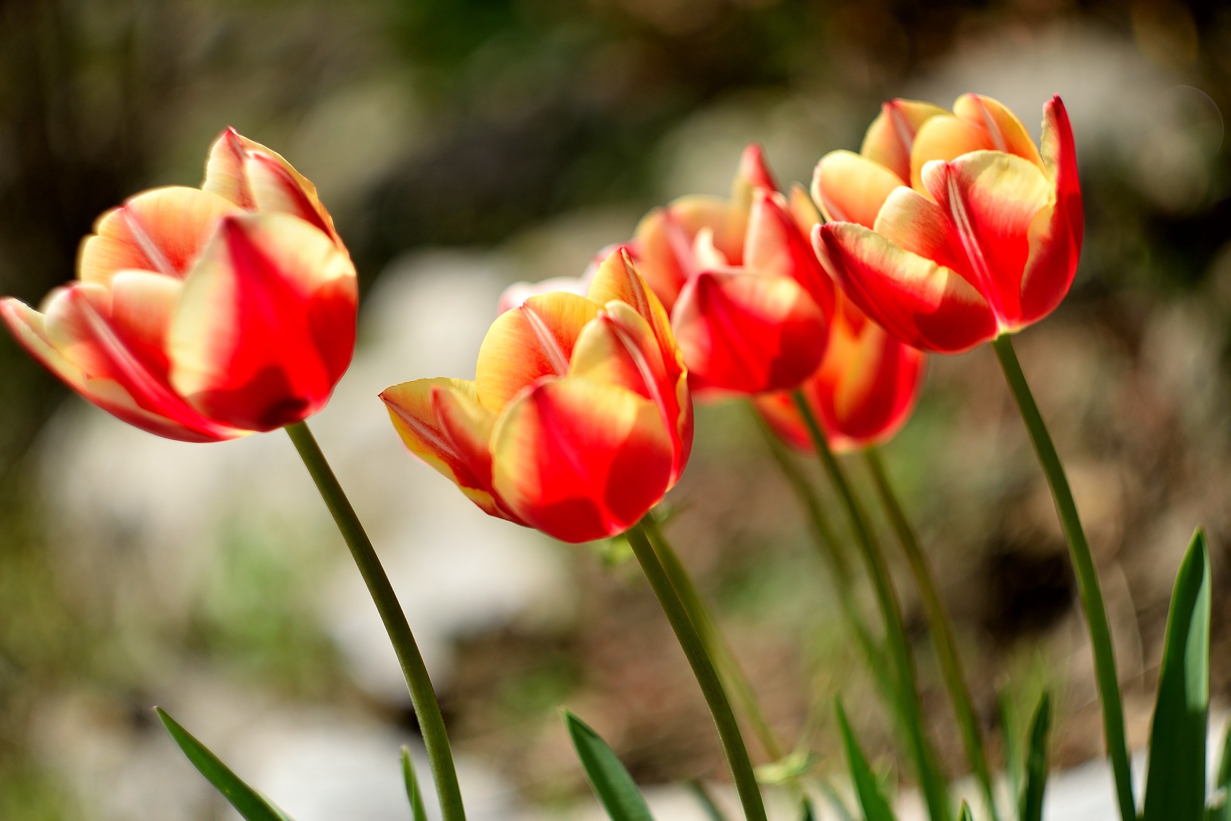 Un quadro di tulipani