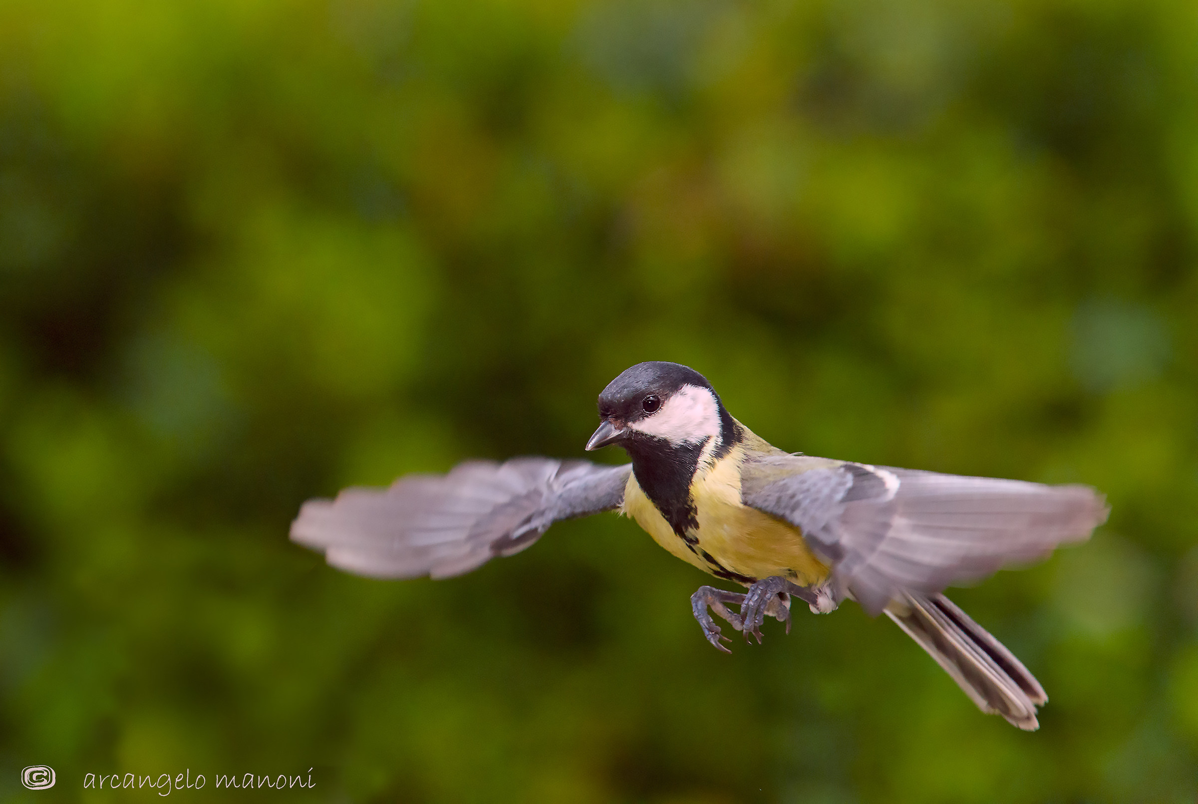 Il mio piccolo stallo