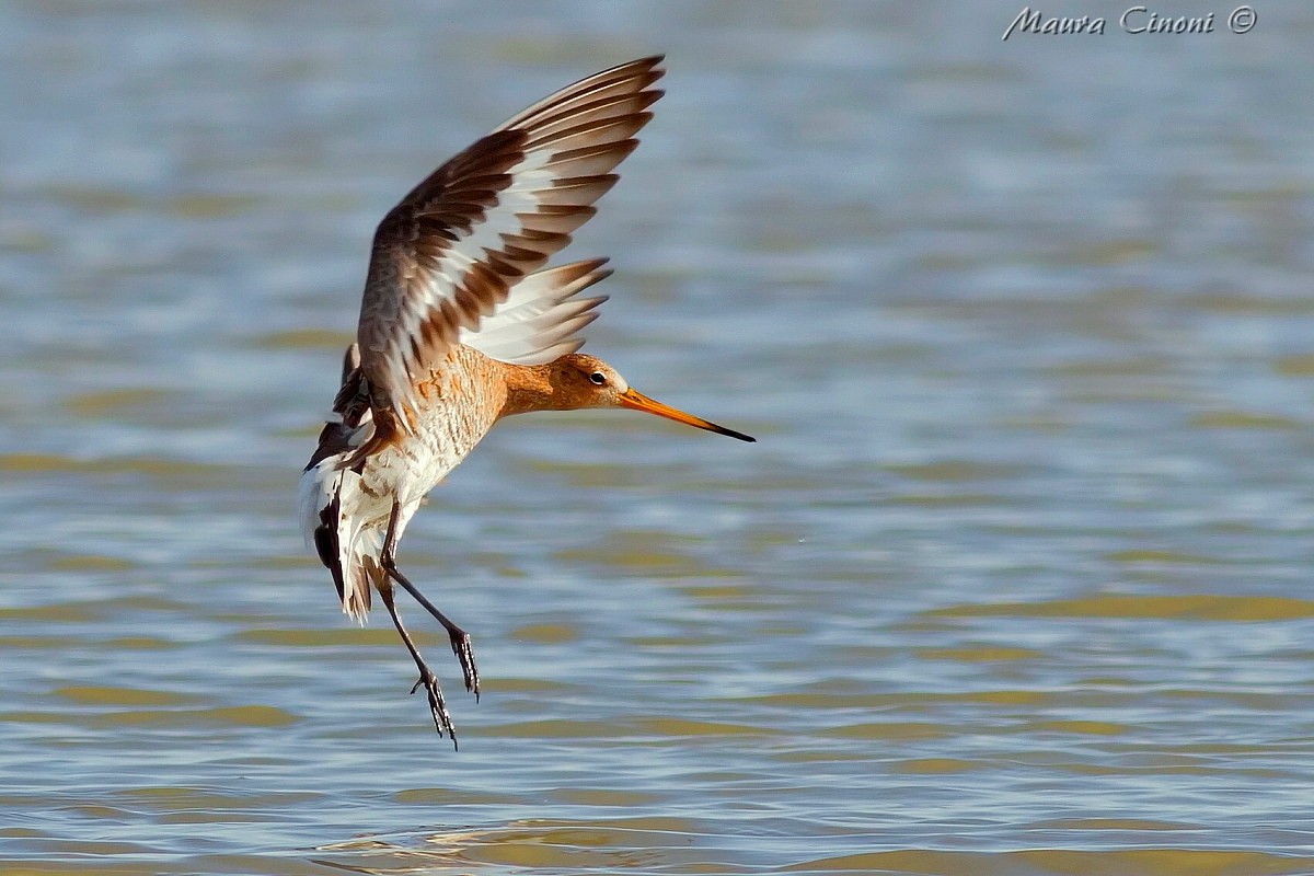 Godwit Royal