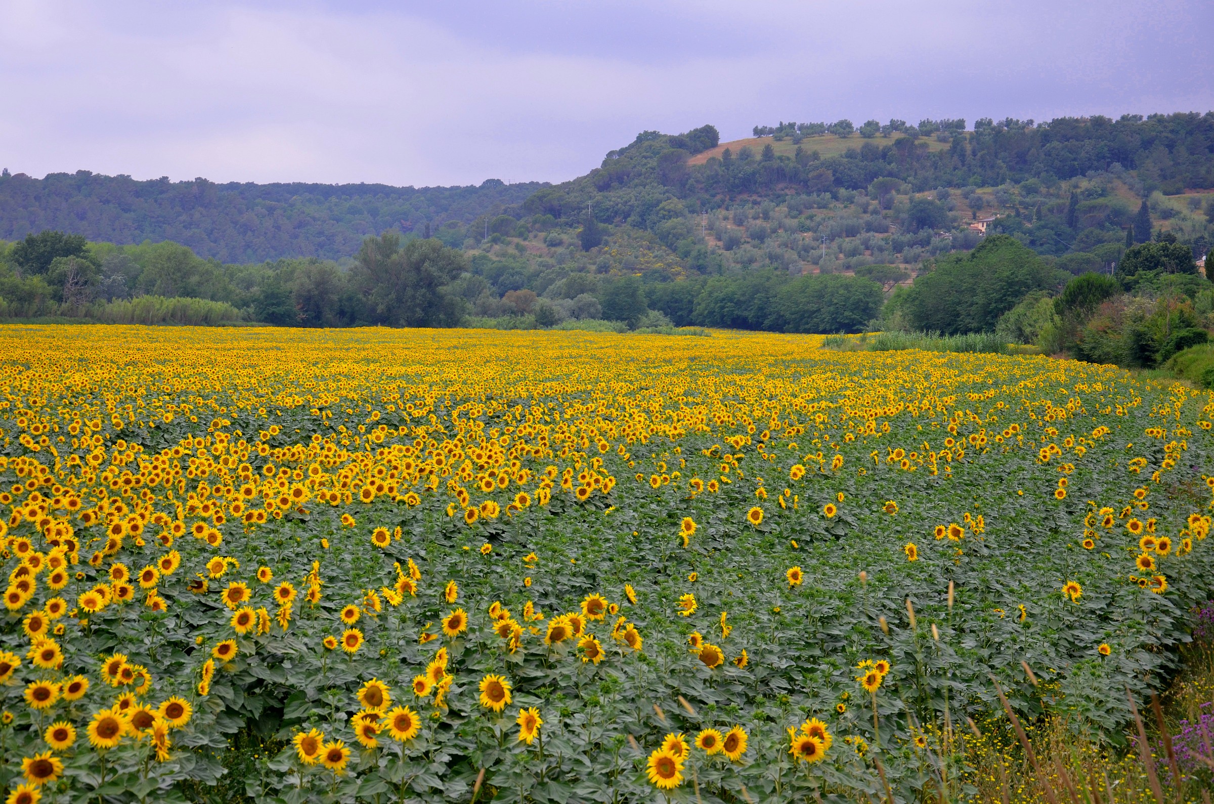 Field of Sunflowers