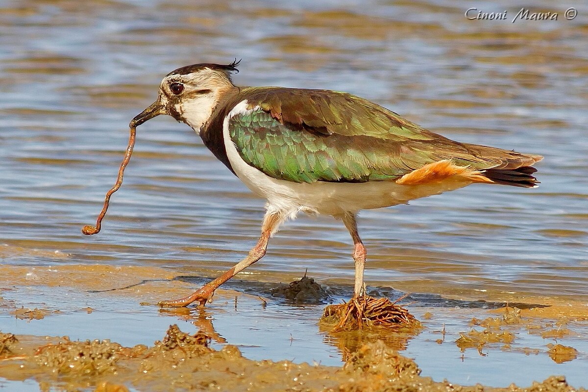 Lapwing with Worm