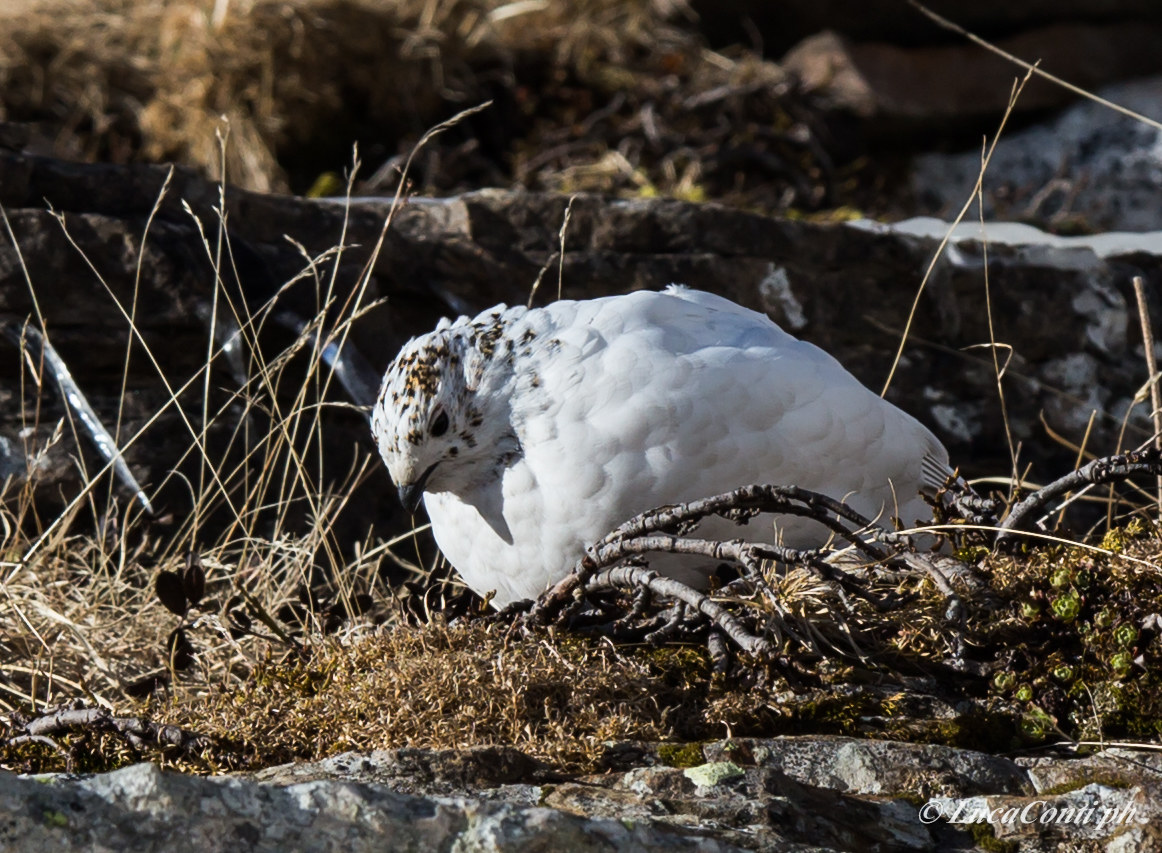Female Ptarmigan (valsassina)