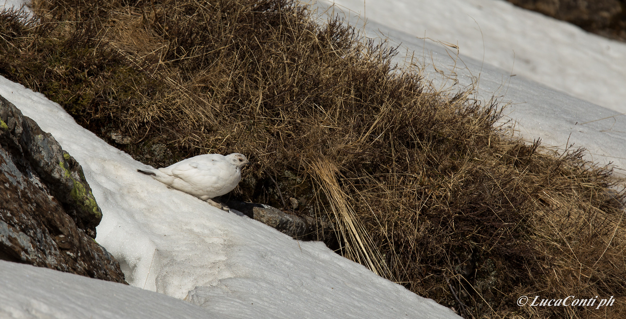 Female Ptarmigan (valsassina)