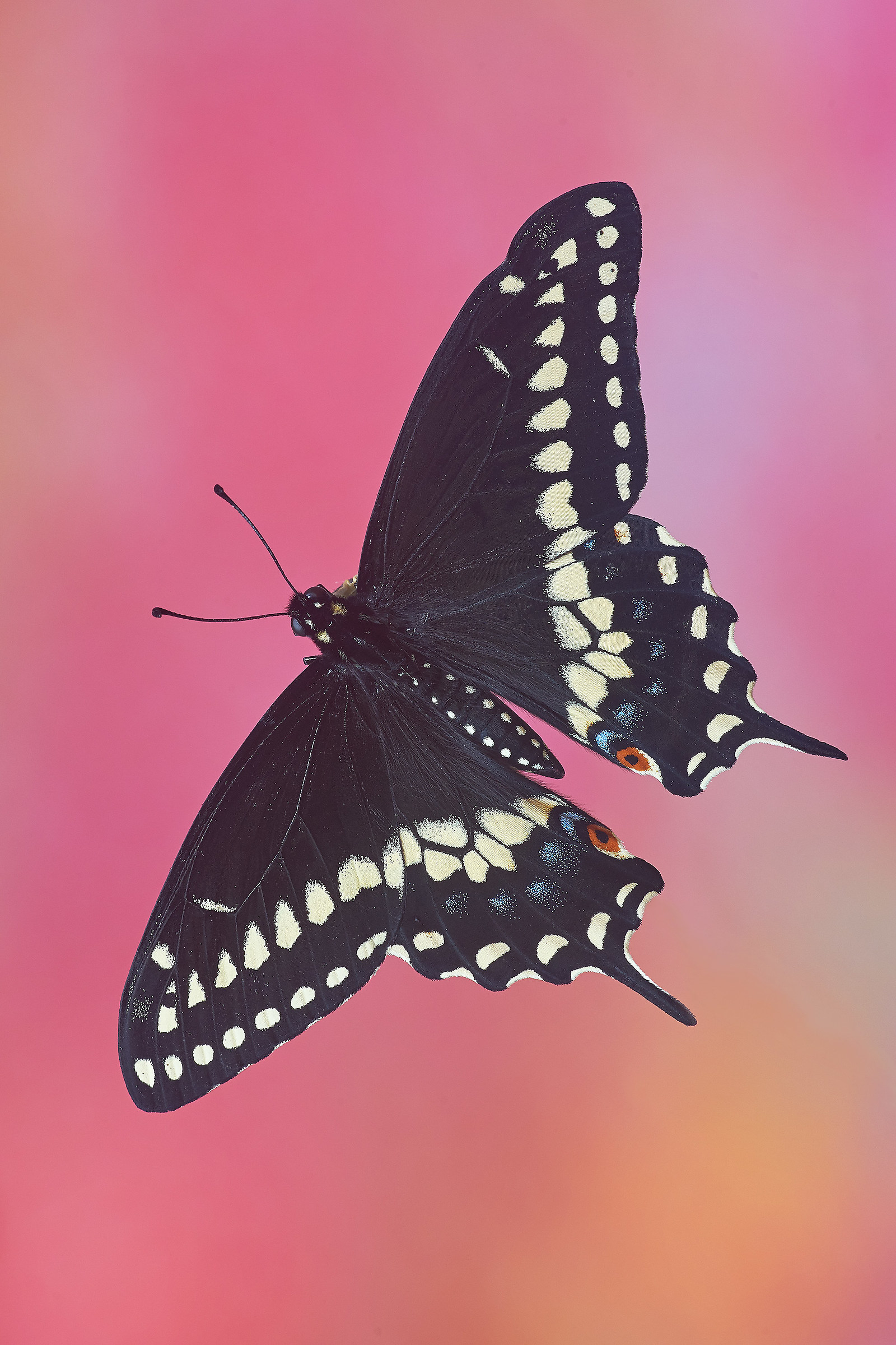 Papilio polyxenes asterius