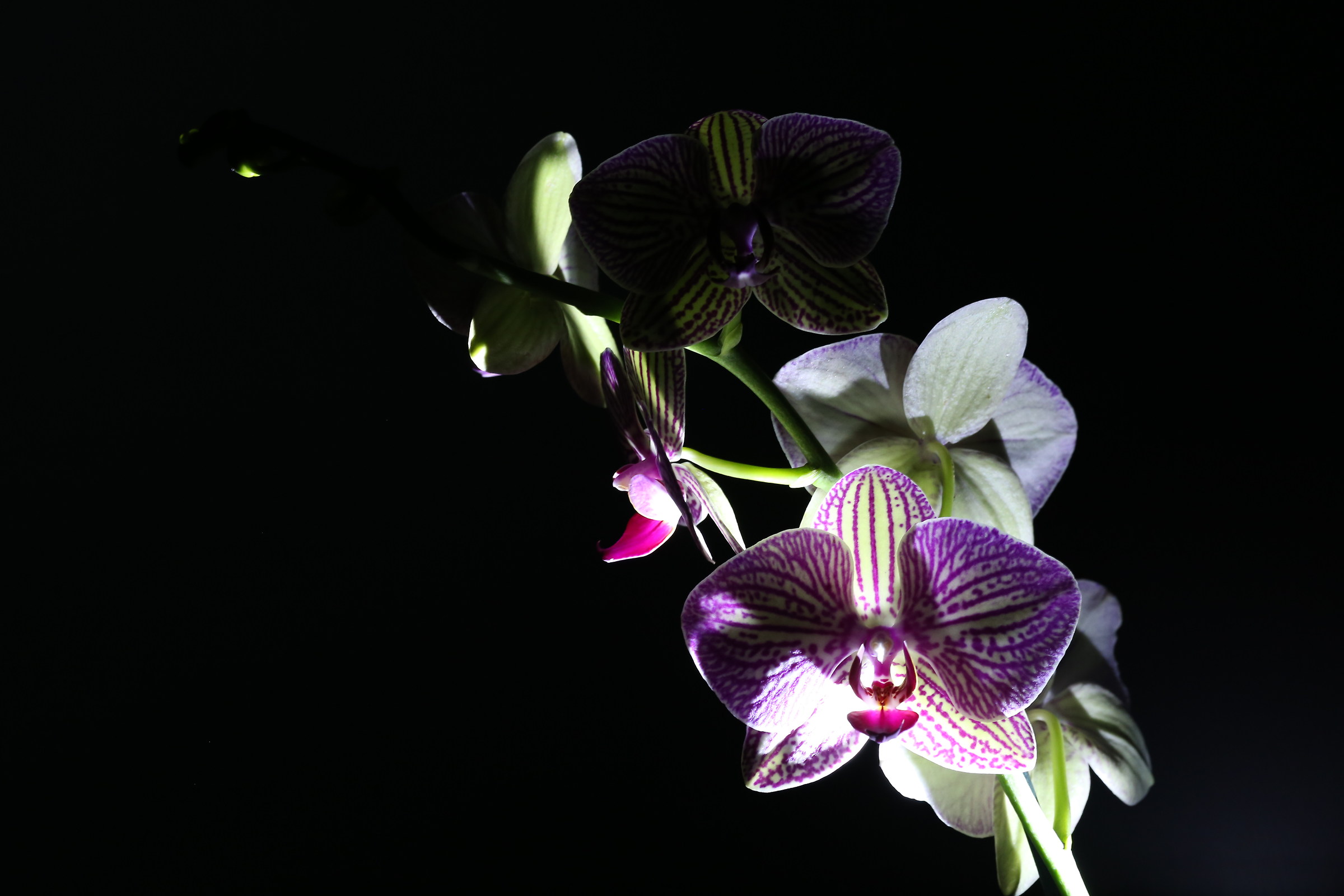 Orchidea di notte