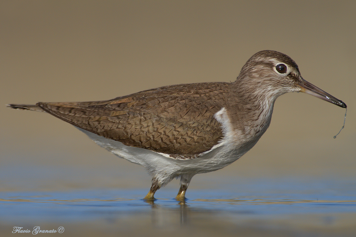sandpiper