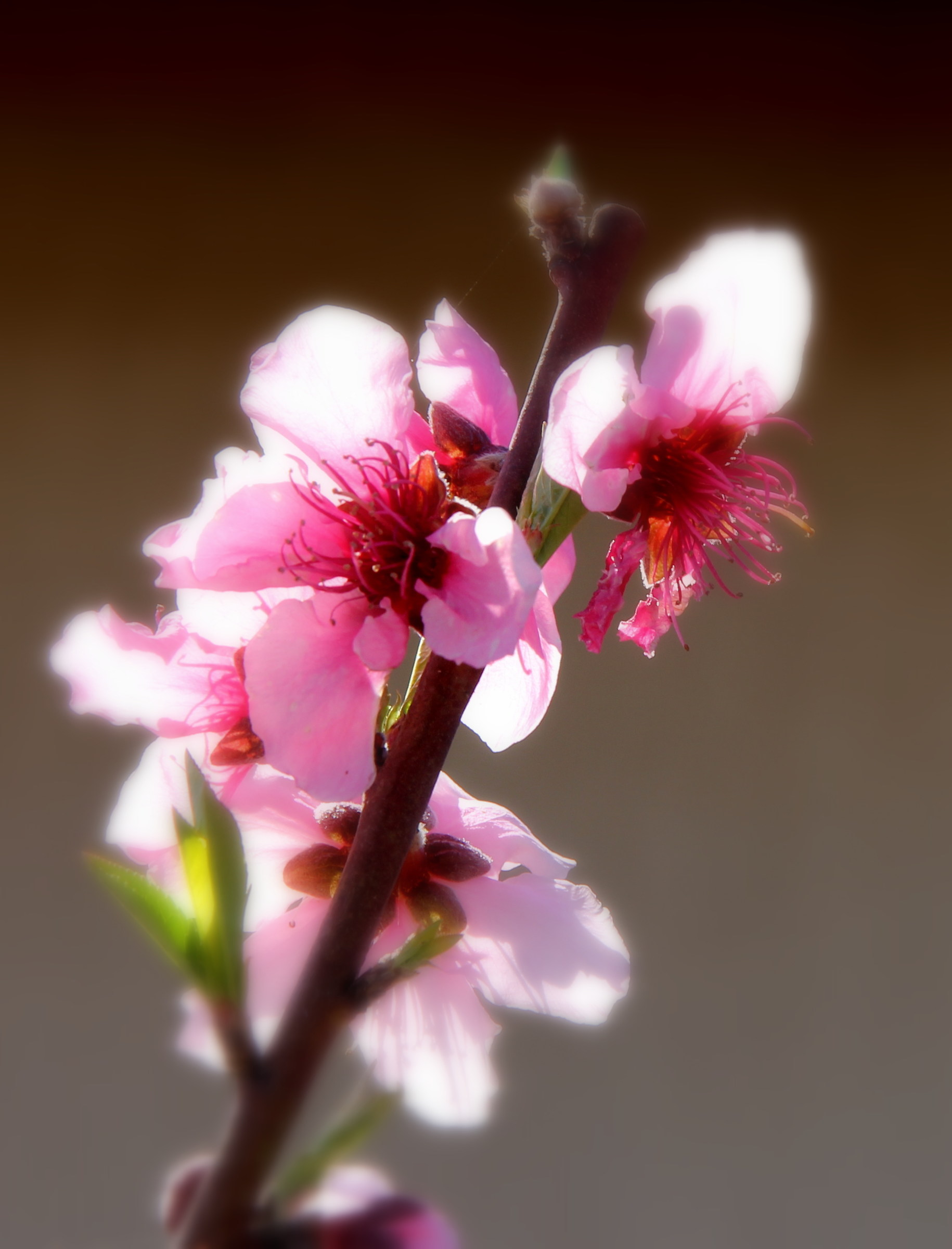 pink flowers, peach flowers