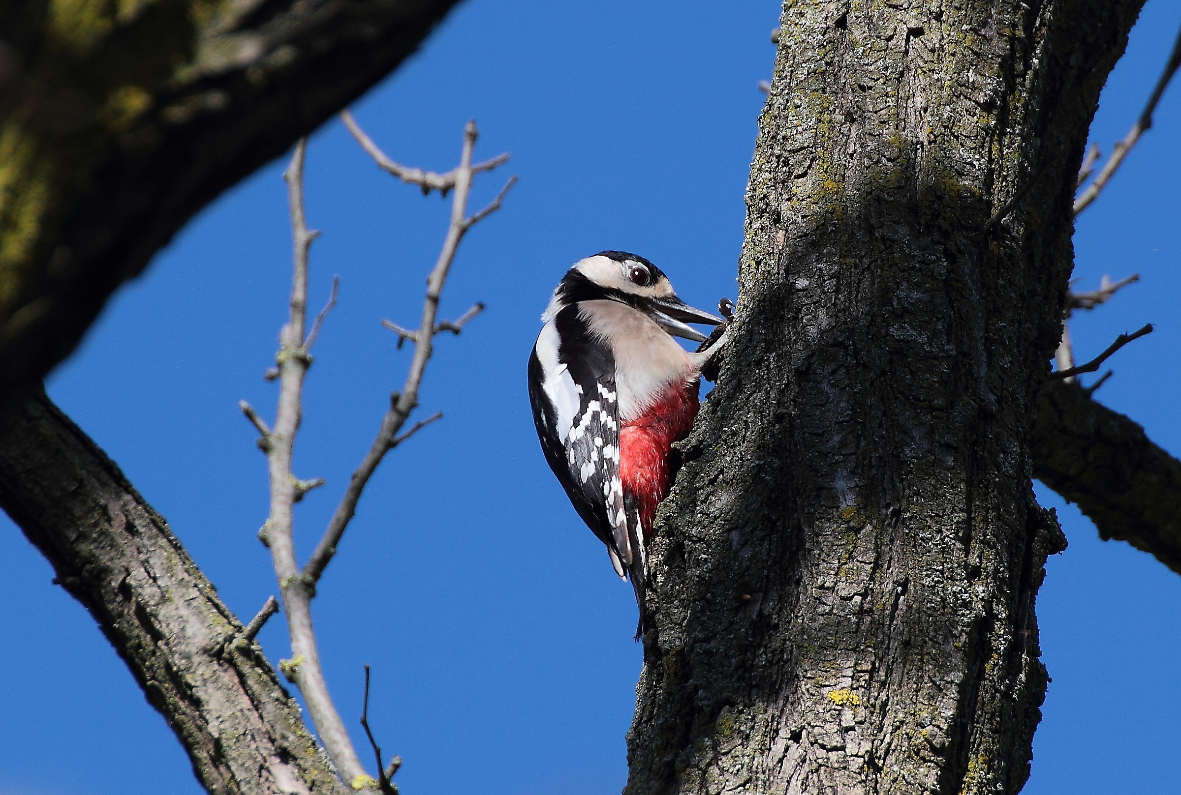 Woodpecker at work
