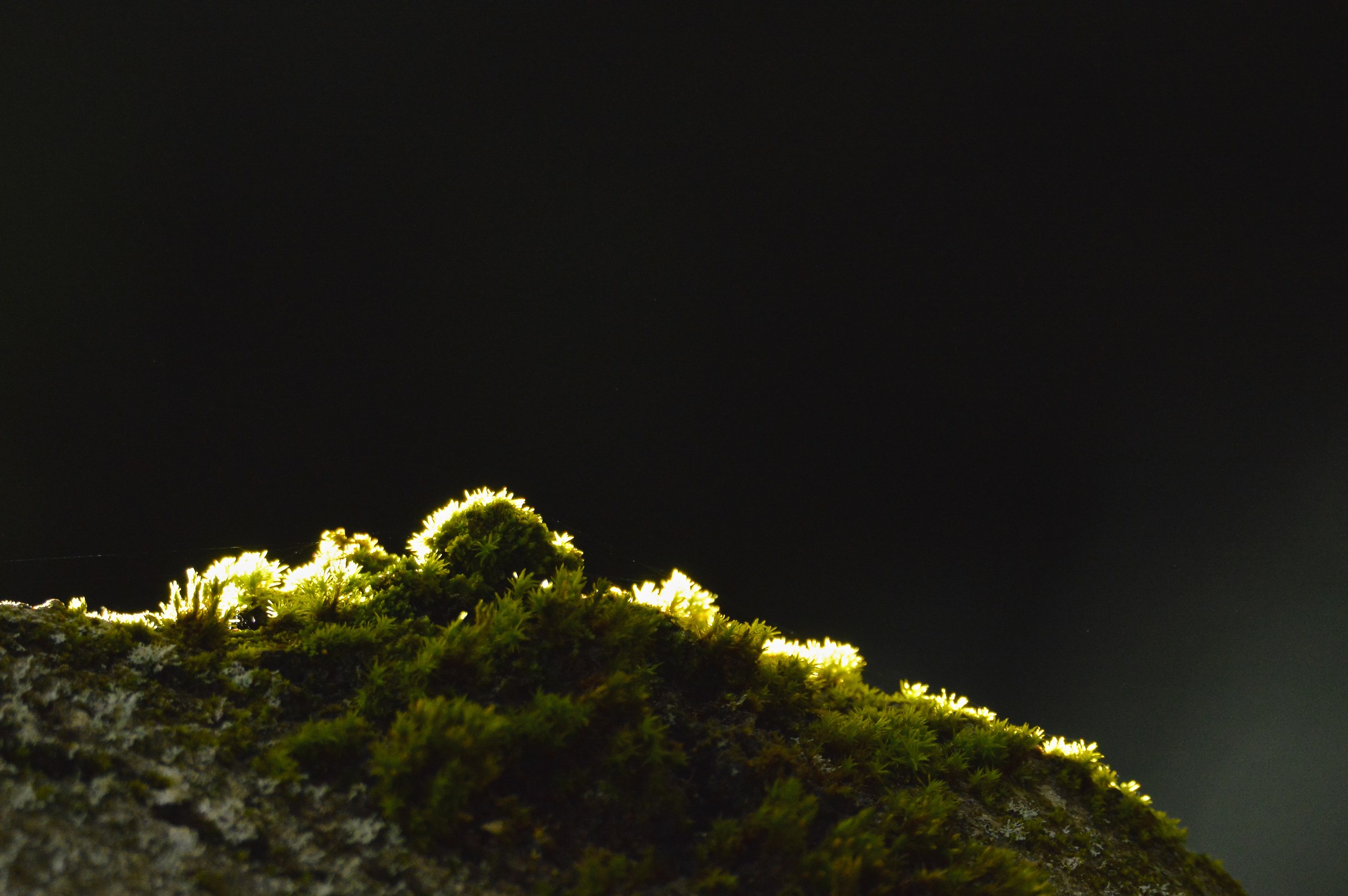 Il muschio, l'oscurità e la luce