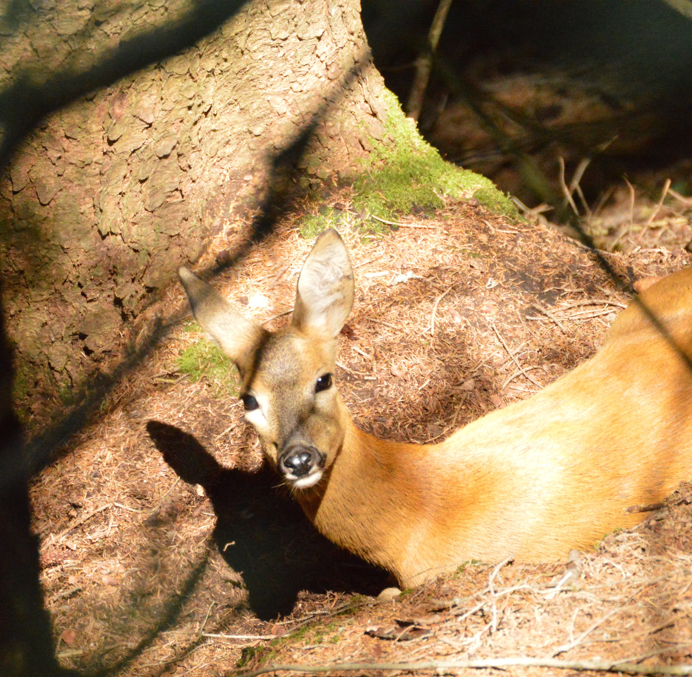Riposo al sole-capriolo