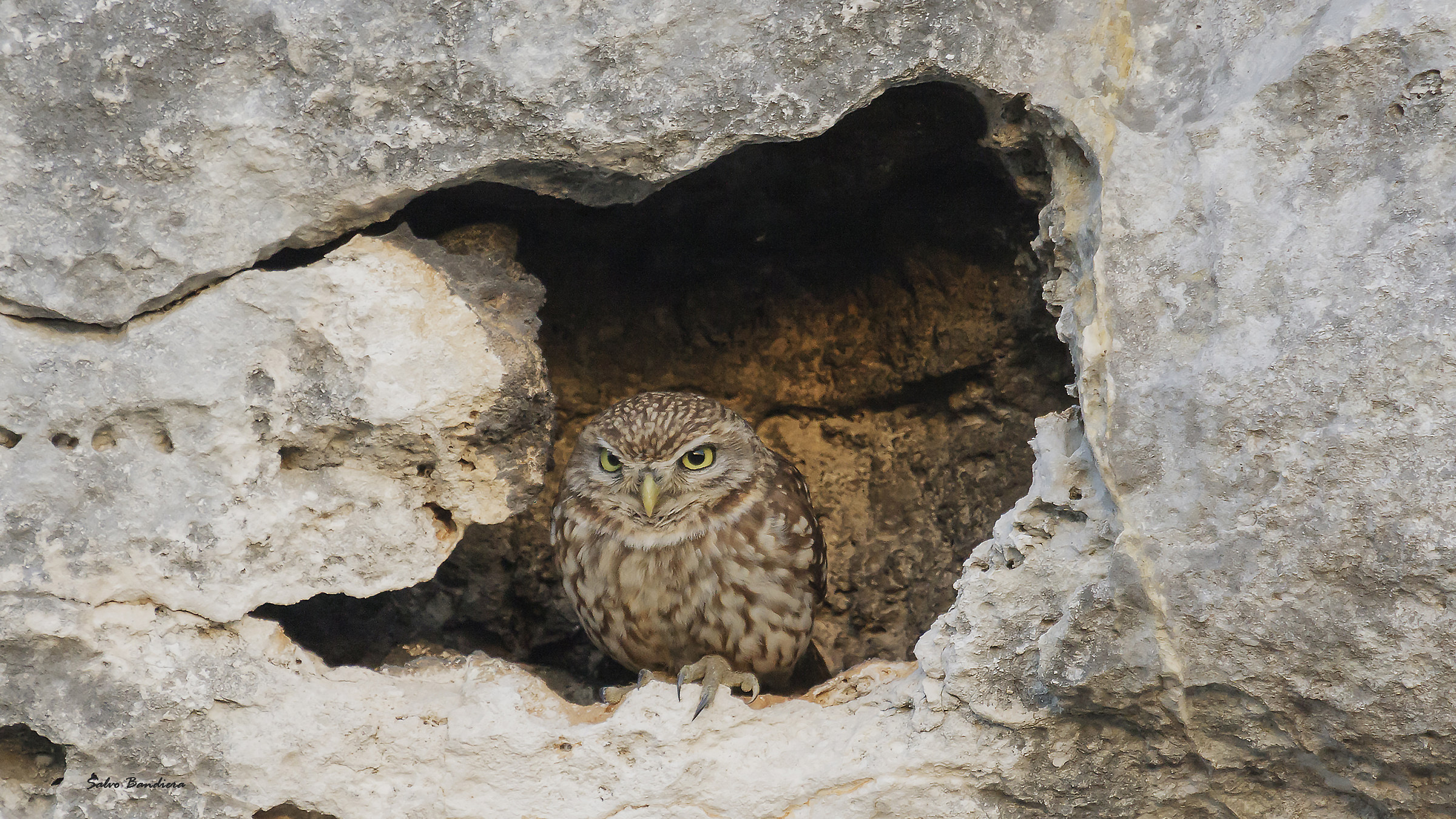 Athene noctua (Civetta)